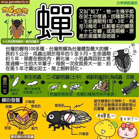 蟬叫聲原因|動物界大聲公（二）：蟬 